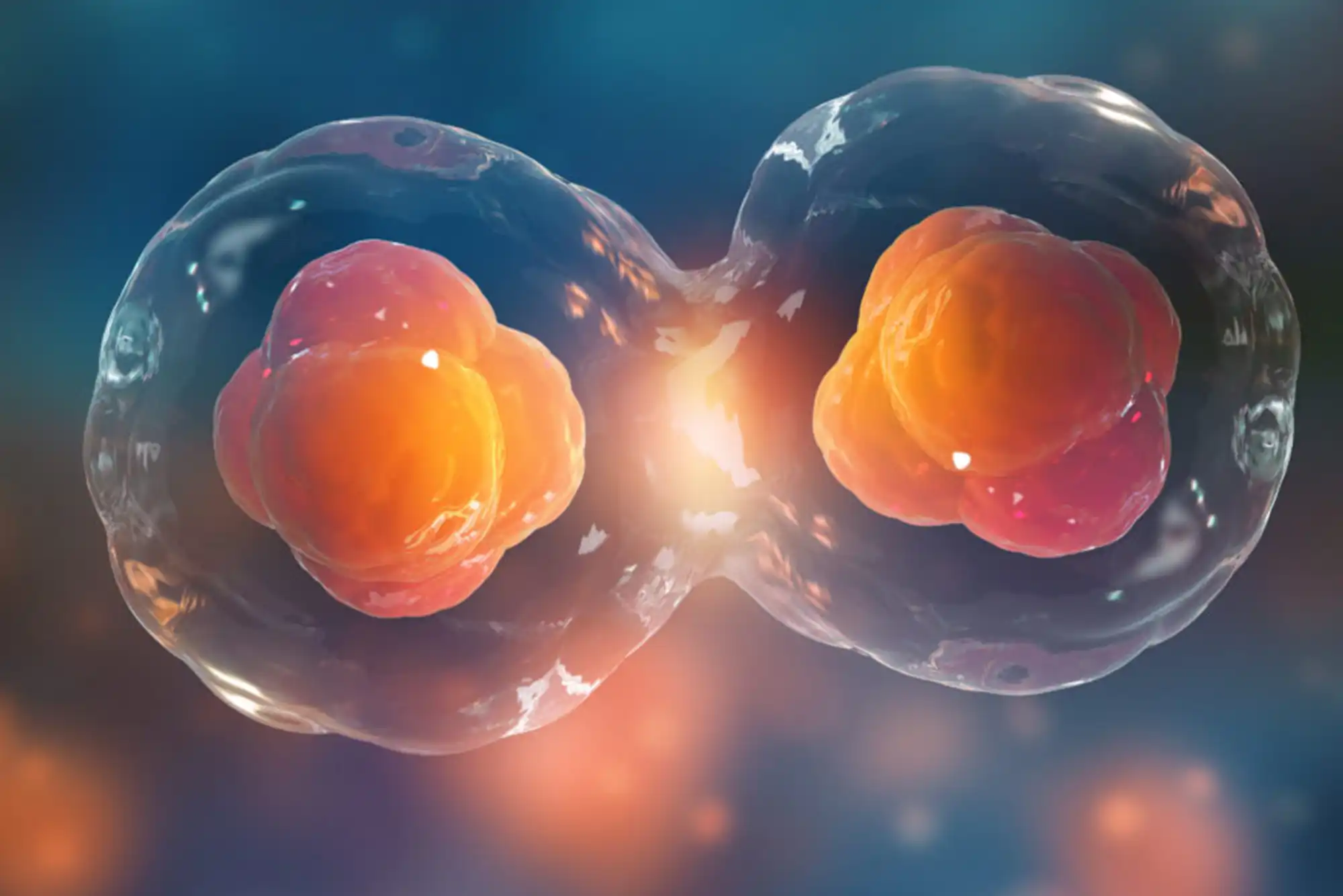 Bone Marrow-Derived
